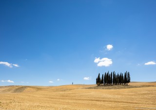 Cypresses, Casaltina, Tuscany, Italy